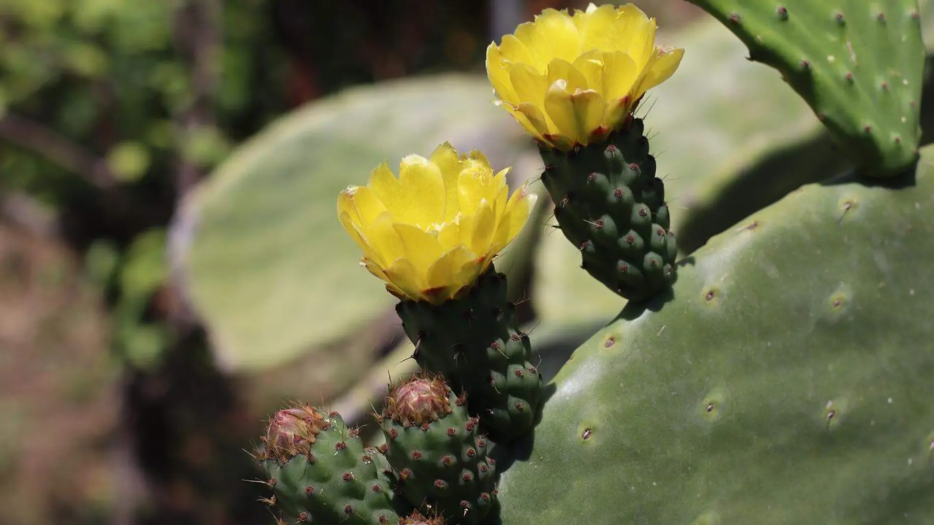 Flor de nopal (2)